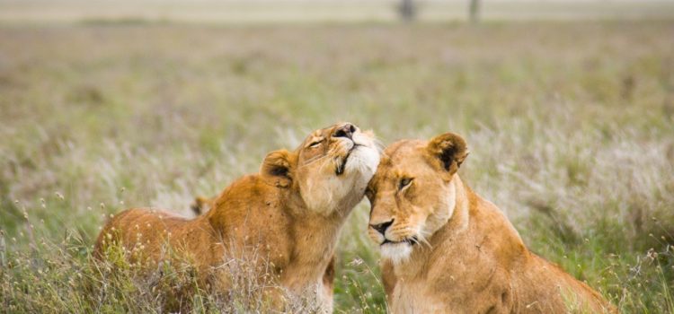 10 Days & 9 Nights, Lions Of The Serengeti Safari